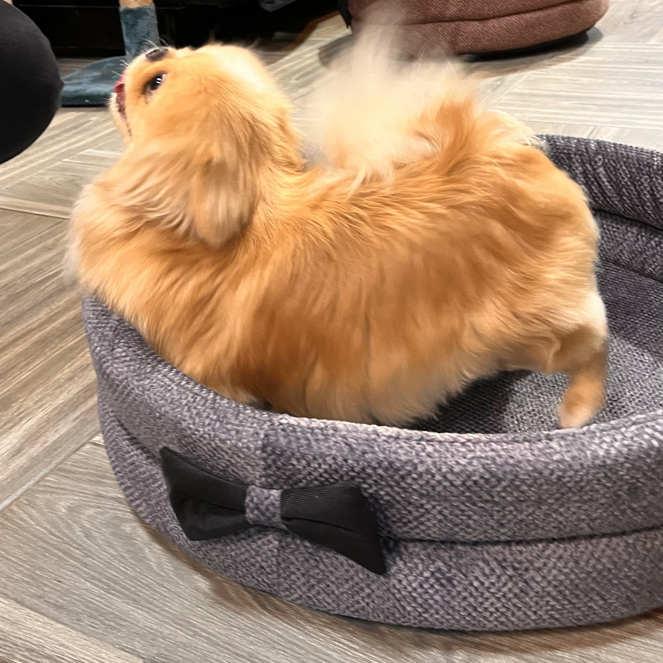 PANIER ROND AVEC PAPILLON POUR CHAT OU CHIEN COULEUR GRIS FONCÉ