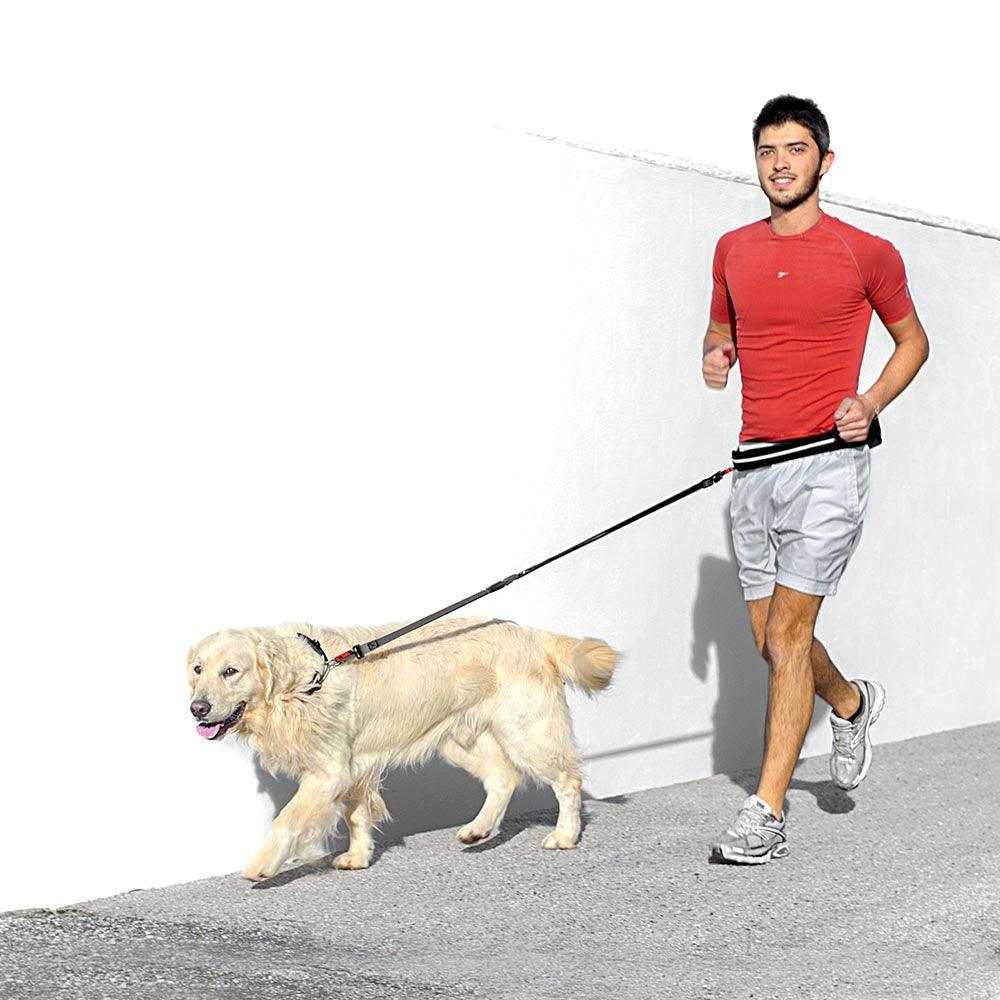 BEEZTEES - Laisse de jogging Safety Gear – Sports pour chiens