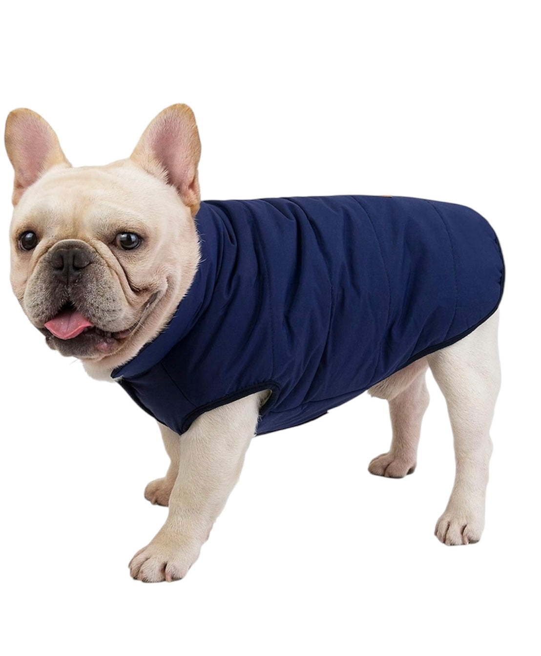 VESTE BOMBER DOUBLÉE POUR MINI CHIEN