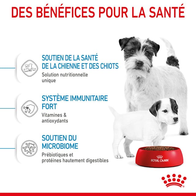 ROYAL CANIN - CROQUETTE MINI STARTER MOTHER & BABY